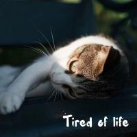 tired of life (2025) MP3 tired of life (2025) MP3